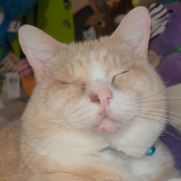 meowts